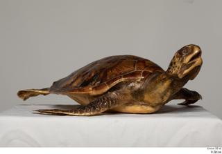 Turtle 8 whole body 0008.jpg